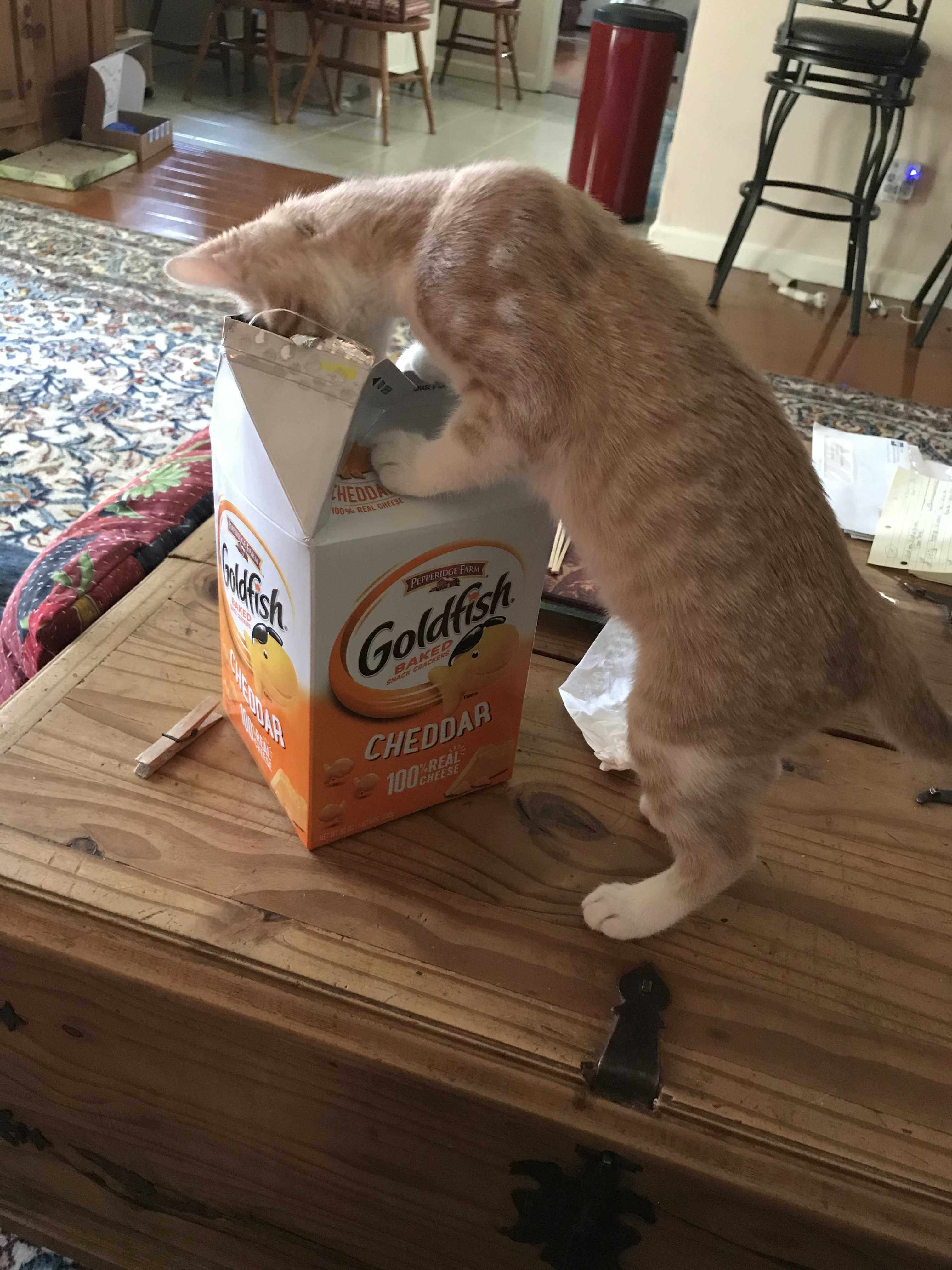 Urie the cat goes fishing